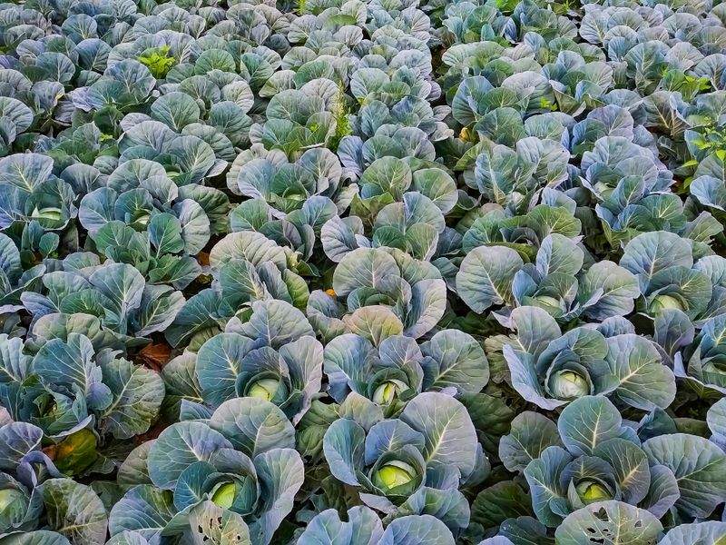 春の花壇づくりを始める前に押さえたいポイント